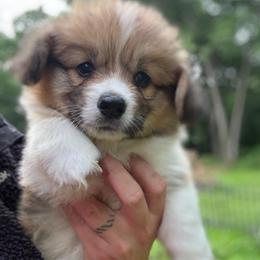 Boy 3- green - Red male Pembroke Welsh Corgi puppy in Glenwood, Minnesota from Minnewaska Corgi Co