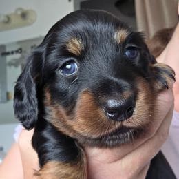Black and tan longhair girl - Black and tan female Dachshund puppy in Declo, Idaho from Dozendachs