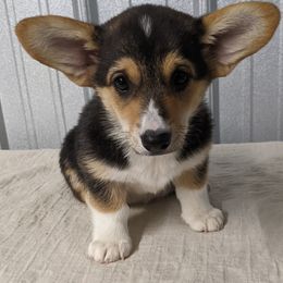 Basset Hound and Pembroke Welsh Corgi Puppies from 4 Sail Quarter Horses and Corgis