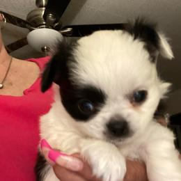 Hank - Black and white male Chihuahua puppy in Red Bluff, California from Aye Chihuahua