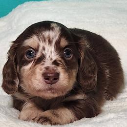 Enchilada - Chocolate and tan male Dachshund puppy in Mount Sherman, Kentucky from Kaleidoscope Dachshunds and Whippets