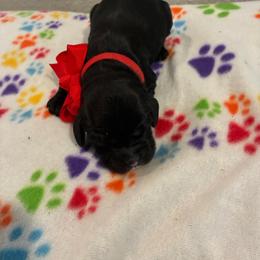 Josie - Black and white female Cockapoo puppy in Brookings, South Dakota from Hofer Pups