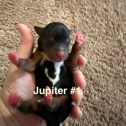 Jupiter - Parti male Yorkshire Terrier puppy in Riverview, Florida from Luna's Treasures