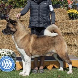 Spartacus - Akita
