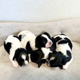 Maltipoo puppies from NC Stellar Puppies