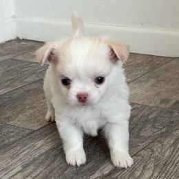 Tucker - Cream male Chihuahua puppy in Menifee, California from Lane’s Little Long Coats
