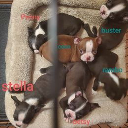 Boston Terrier Puppies from The Christian Bostons