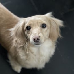 Dachshund All Grown Up from Fitzpatrick's Irish Cream Doxies