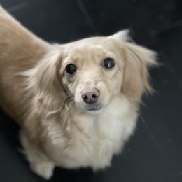Dachshund All Grown Up from Fitzpatrick's Irish Cream Doxies