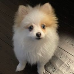Pomeranians from ARC Kennels