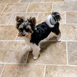 Maxx - Yorkshire Terrier
