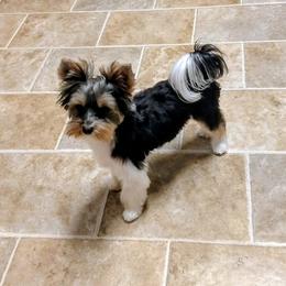 Maxx - Yorkshire Terrier