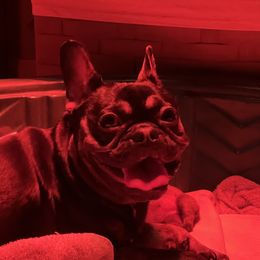 Izzy - French Bulldog