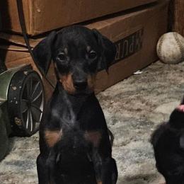 Storm - Black and rust female Doberman Pinscher puppy in Mount Orab, Ohio from Heyne Kennels
