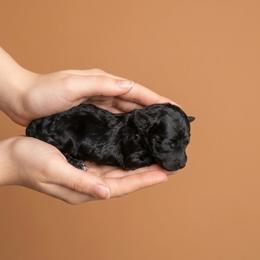 Shuri - Black female Goldendoodle puppy in Milton, Florida from Sutton Place Doodles