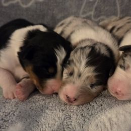 Australian Shepherds from H-F Farms
