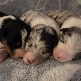 Australian Shepherds from H-F Farms