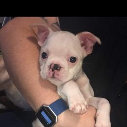 Boston Terrier and French Bulldog Puppies from Peachy Keen Bostons and Frenchies