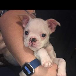 Boston Terrier and French Bulldog Puppies from Peachy Keen Bostons and Frenchies
