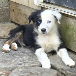Boy 3 - Black tri-color male Australian Shepherd puppy in Keyser, West Virginia from Heartfelt Hollow Farm