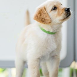 Golden Retriever Puppies from Sweeter Than Honey Golden Retrievers, LLC.