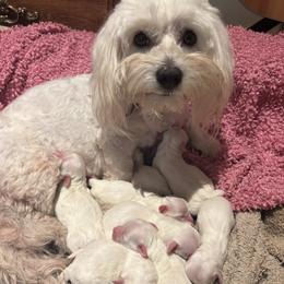 Murphy - Coton de Tulear