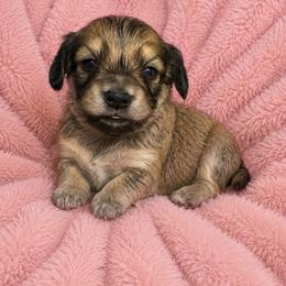 Ginger - Sable female Dachshund puppy in Fredericksburg, Indiana from Blue River Mini Dachshunds