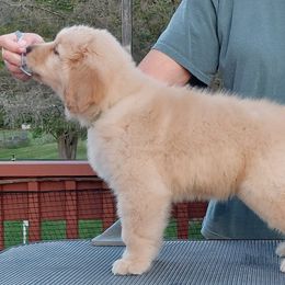 Green - Dark golden female Golden Retriever puppy in Frostproof, Florida from Cashmere Golden Retrievers