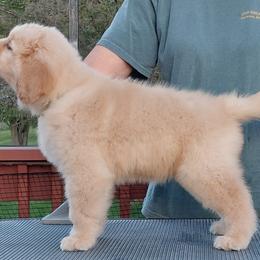 Green - Dark golden female Golden Retriever puppy in Frostproof, Florida from Cashmere Golden Retrievers