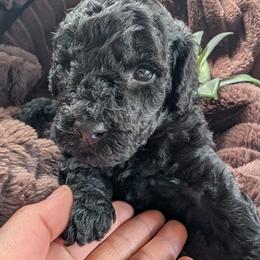 Male 2 - Black male Poodle puppy in Lumberton, Texas from Topline Poodles