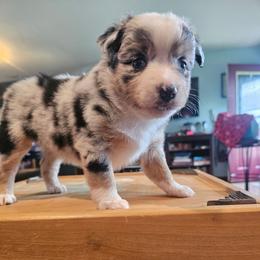 Cosmopolitan - Blue merle female Miniature American Shepherd puppy in New Providence, Pennsylvania from Tons of Kisses