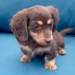 Martini's Chocolate and Cream BOY - Chocolate and cream male Dachshund puppy in Kalama, Washington from Dazzling Doxies