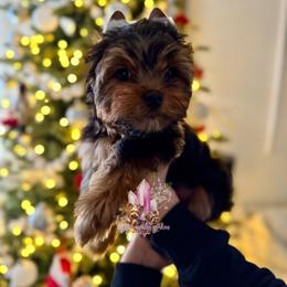 Flint - Black and tan male Yorkshire Terrier puppy in Pittsburg, California from Crystal Garden Yorkies