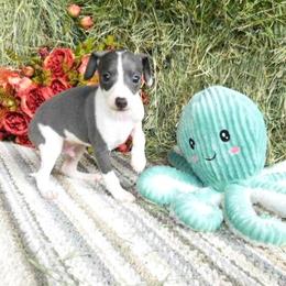 Tia Male 2 - Blue male Italian Greyhound puppy in Sparta Tn And Caryville Fl, Florida from Summerwind Kennel