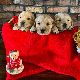 Boy 3 - Golden Golden Retriever puppy in Otis Orchards, Washington from Sunlite Golden Retrievers