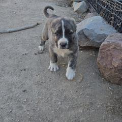 Boy 3 - Brindle male Armenian Gampr puppy in Neenach, California from The Mustangs Ranch