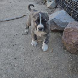 Boy 3 - Brindle male Armenian Gampr puppy in Neenach, California from The Mustangs Ranch