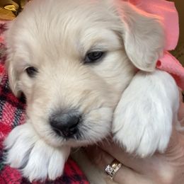 Goldendoodle Puppies from Peachy Sweet Goldendoodles