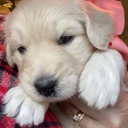 Goldendoodle Puppies from Peachy Sweet Goldendoodles