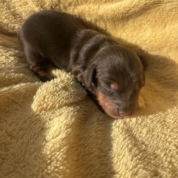 Hershey - Chocolate female Dachshund puppy in Humphreys, Missouri from Foster’s Dachshunds