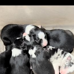 Border Collie Puppies from Sheps Farm Border Collies