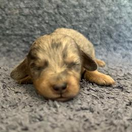 Blue - Dapple female Dachshund puppy in Copperhill, Tennessee from Tuff Country Farm