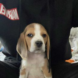 Roy - Black tan and white male Beagle puppy in Greenwood, Missouri from Nukee Beagles and Corgis