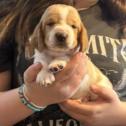 YELLOW girl Maggie - Red and white female Basset Hound puppy in Saint Cloud, Florida from Mockingbird Hollow Bassets