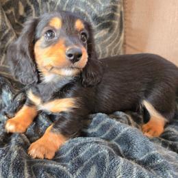 Girl 1 - Black and tan female Dachshund puppy in Indian Trail, North Carolina from Ridgewood Farms