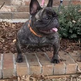 CDC's Charolette Dellinger Cory - French Bulldog
