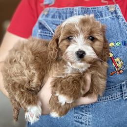 Arlo - Male - Red male Cavapoo puppy in Gilbert, Arizona from Azteddybeardoodles