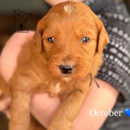 October - Red  Goldendoodle puppy in Lancaster, Minnesota from North Star Dog Training