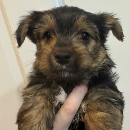 Mufasa - Black and gold male Yorkshire Terrier puppy in Highland, Arkansas from Gilmore Yorkies