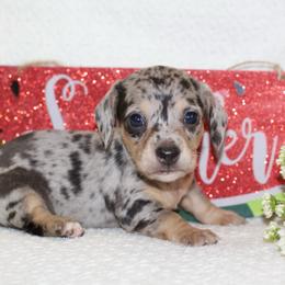 Fable - Black and cream male Dachshund puppy in Bellville, Ohio from JK Mini Doxies